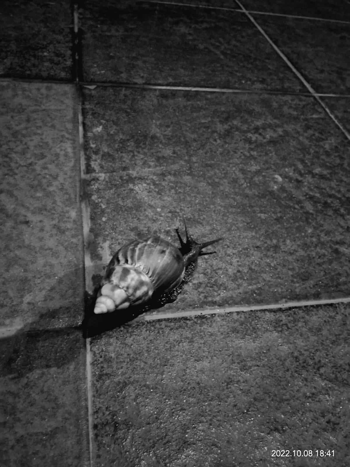 Elegi Kasa – Bima Anugerah, Mahasiswa Teologi STT SAAT